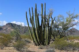 The park is the only place in the united states where the senita and organ pipe cactus grow wild. Organ Pipe Cactus Nm Brennis Reisewelt