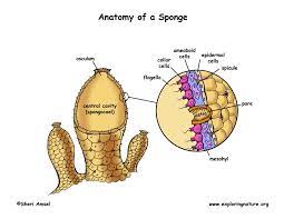 # example of labeling points attach the coordinate at which the axis line is to be drawn. Phylum Porifera Sponges