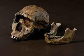 Turkana boy was discovered in 1984 at. The Most Complete Early Human Skeleton History Of Information