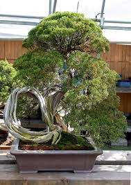 Valavanis Bonsai Blog Seite 7 Willkommen In Meiner Bonsai Welt 2 Mai 2017 Ein Besuch In Shinji Suzukis Bonsai Garten Obuse Bonsai Juniper Bonsai Plants