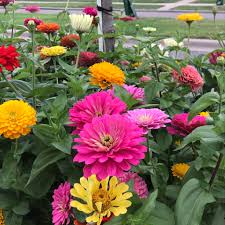 Winter flowers for vegetable garden. Winter Sowing For Flowers And Vegetables My Northern Garden