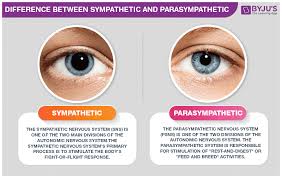 Differences Between Sympathetic And Parasympathetic Nervous