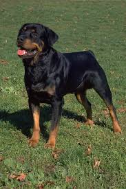 Rottweiler Dog Breed Information