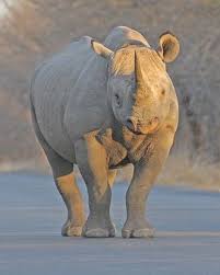 Spitz Maul Nashorn African Wildlife Kruger National Park Animals