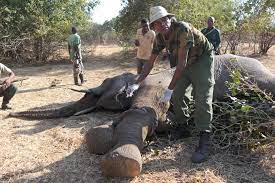 Conservation Lower... - Conservation Lower Zambezi - CLZ