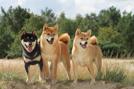 The shiba inu is one of just a few ancient dog breeds that still exist today. Shiba Inu Price Range How Much Does A Shiba Inu Puppy Cost