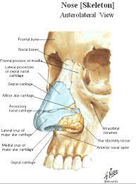 Pin On Character Anatomy Nose