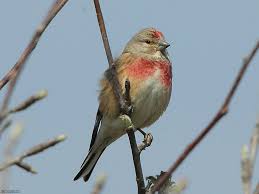 pisco de peito azul luscinia svecica youtube