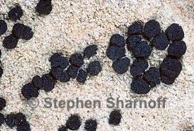 Image result for Cyclocarpa