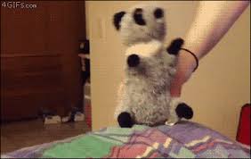 To make a gif, you can upload a sequence of gif, jpg, png. Lustige Katzen Gifs Katzenwiewir De