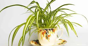 The spider plant is among the most adaptable houseplants, and is very easy to grow. Why Are My Spider Plant Leaves Turning Brown Details