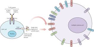 This protein is called a chimeric antigen receptor, or car. Car T Cell Therapy For Multiple Myeloma State Of The Art And Prospects The Lancet Haematology