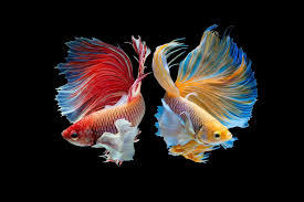Can Fish Drown A Deep Dive Into Whether It S Physically Possible Betta Fish Betta Siamese Fighting Fish