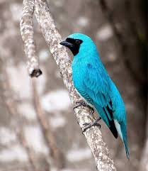 Image result for Tridactyle virgula