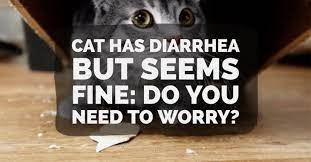 If Your Cat Has Diarrhea But Seems Fine Is It Time To Rush Him To A Veterinarian Read Up On What You Need To Know About Yo Cat Diarrhea Cats Cute