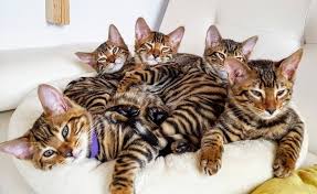 You, the breeder, will enter your personal information online, at your convenience. Toygers For Sale Toyger Cat Club