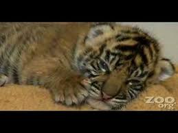 Baby tiger videos in this cute baby tigers video. Cute Baby Tiger Youtube