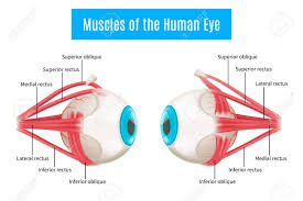 We did not find results for: Eye Anatomy 3d Diagram Infographics Layout Showing Human Eyes Royalty Free Cliparts Vectors And Stock Illustration Image 99563299