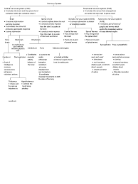Somatic nervous system (sns)—the efferent division of the nervous systems that innervates autonomic nervous system (ans)—centers, nuclei, tracts, ganglia, and nerves involved in the. Flow Chart For Nervous System Class 10 Icse Central Nervous System Nerve