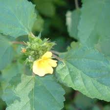 Image result for Sida urens