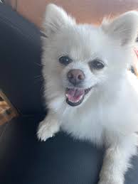 ❗️ATTENTION PLEASE ❗️I lost my dog this morning in the neighborhood! Please  let me know if you see her. Thank you