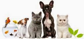 Resultado de imagen para que son las mascotas"