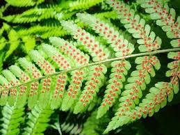 Image result for Dryopteridaceae