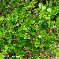 Image result for Barleria randii