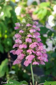 Maybe you would like to learn more about one of these? A Morning On The Hydrangea Farm