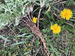 Geralt and vesemir must complete a contract to rid the village of white orchard of a griffin in order to obtain information about yennefer's whereabouts. Just Dandy The Versatile Dandelion Bc Outdoors Magazine