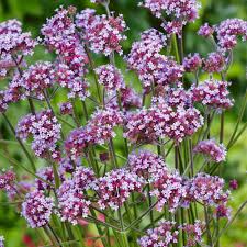 Maybe you would like to learn more about one of these? Pin On Garden
