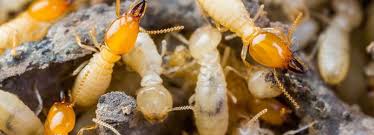 It takes several years for an eastern subterranean termite colony. 7 Signs You Might Have Termites Marks Pest Control