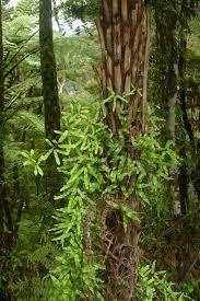 Image result for Lygodiaceae