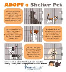 We Provide Unique And Informative Pet Infographics For Veterinary Websites And Veterinary Social Media Which In Turn Increase The Visibility Of Your Website In 2020