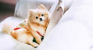 4ft set of parents are likely to produce a 4ft offspring!it is by these obvious breeding methods that we get small pups!its called genetics.and hardly rocket science! Pomeranian Names The Very Best Names For Your Beautiful Puppy