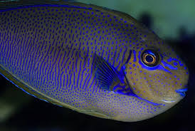 Black And White Striped Saltwater Fish Florida Vlamingii Tang Naso Vlamingi Marine Fish Fish Pet Animals