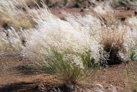 Image result for Stipagrostis