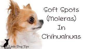 Try to take the best care of your puppies' because they are still developing in many senses. Does Your Chihuahua Have A Soft Spot Or Skull Molera Little Dog Tips