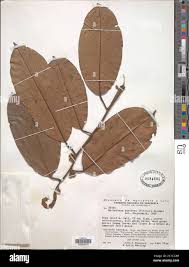 Image result for Metteniusaceae