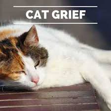 Collection by cherie morrison • last updated 2 weeks ago. The Rainbow Bridge Story