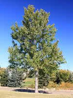 We did not find results for: Manitoba Maple Vs Silver Maple Treetime Ca