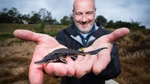 Sturgeon services provides the full spectrum of grading services for clients in the public and private sectors, including residential, commercial, and industrial entities. Reintroduction Of The European Sturgeon To Germany Igb