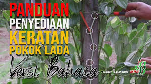 Lada atau merica hitam, putih, dan hijau semuanya berasal dari tanaman yang punya nama latin piper nigrum. Panduan Penyediaan Keratan Pokok Lada Youtube