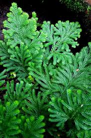 Image result for Selaginella imbricata