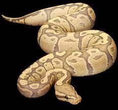 Pythonregius Com Constrictors Unlimited Ball Python Ball Python Morphs Python Snake