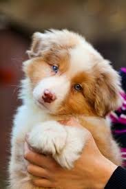 Top 5 Smartest Dog Breeds Cute Animals Cute Dogs Animals