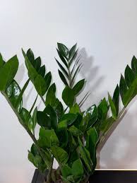 Image result for Zamiokulkas Zamioculcas