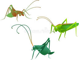 Crickets Insects Sponsored Crickets Insects Ad Illustration Stock Illustration Clip Art