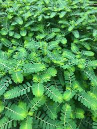 Image result for Phyllanthus ovalifolius