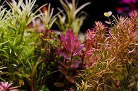 Lengkapi kebutuhan aneka kebutuhan peliharaan kamu dengan produk tanaman bonsai aquascape berkualitas agar memberikan hasil maksimal & terbaik untuk hewan peliharaan kamu di tokopedia. 11 Jenis Tanaman Aquascape Yang Cepat Tumbuh Menawan